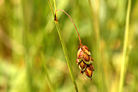 Carex limosa Carex limosa